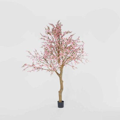 Giant Cherry Blossom Tree 2.4m