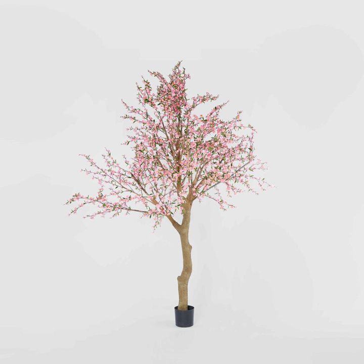 Giant Cherry Blossom Tree 2.4m