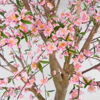 Giant Cherry Blossom Tree 2.4m