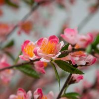 Giant Cherry Blossom Tree 2.4m