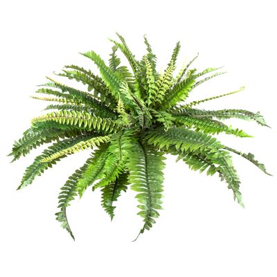 Fern Boston 45cm