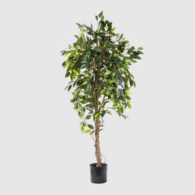 Ficus Vine Tree 1.8m