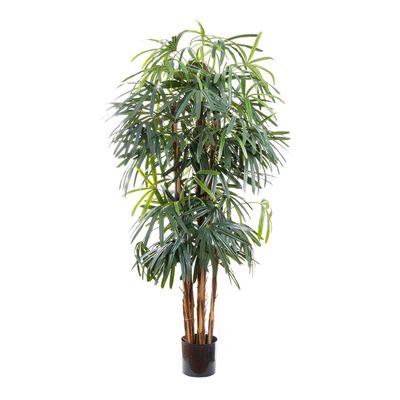 Raphis Palm Broad Leaf 1.8m