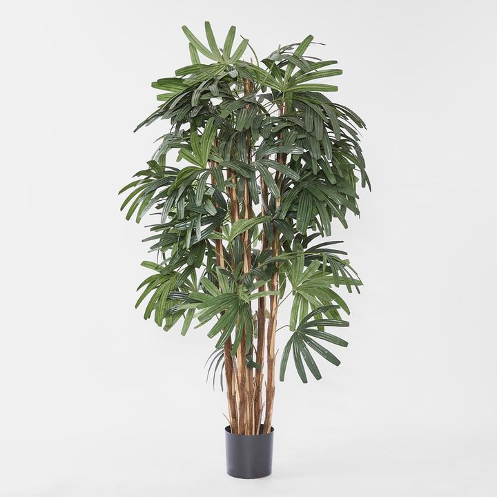 Raphis Palm Broad Leaf 1.8m