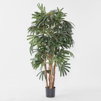 Raphis Palm Broad Leaf 1.8m