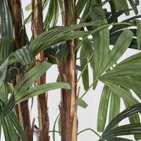 Raphis Palm Broad Leaf 1.8m