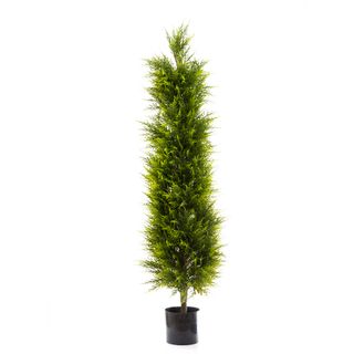 Cypress Pine 1.5m
