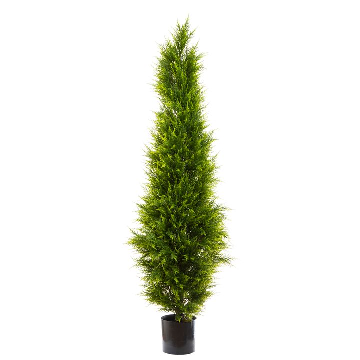 Cypress Pine 1.8m