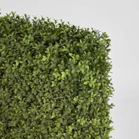 Boxwood Hedge 75x100cm