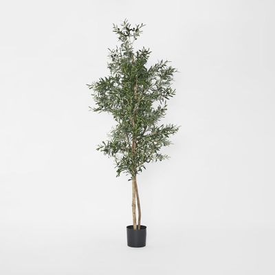 Olive Tree 2m