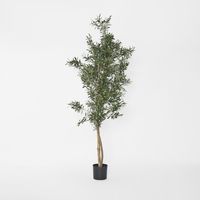 Olive Tree 2m