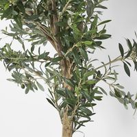 Olive Tree 2m