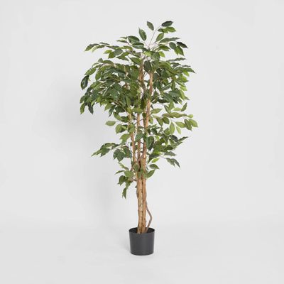Ficus 1.2m