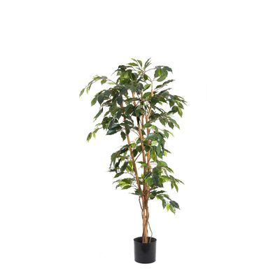 Ficus 1.2m