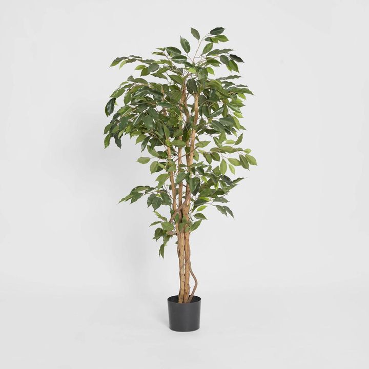 Ficus 1.2m