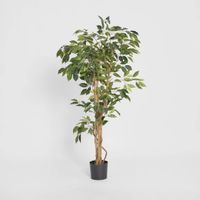 Ficus 1.2m