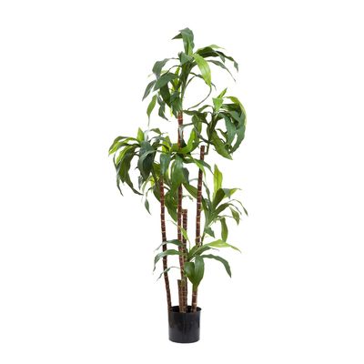 Dracaena Fragrans 1.5m