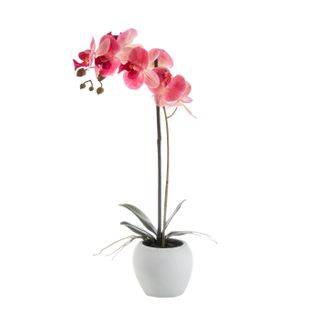 Orchid in White Pot Small 54cm Pink