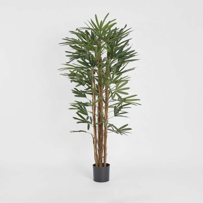 Raphis Palm Thin Leaf 1.7m
