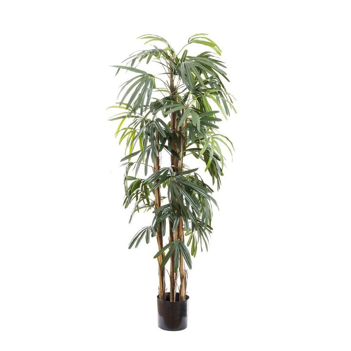 Raphis Palm Thin Leaf 1.7m