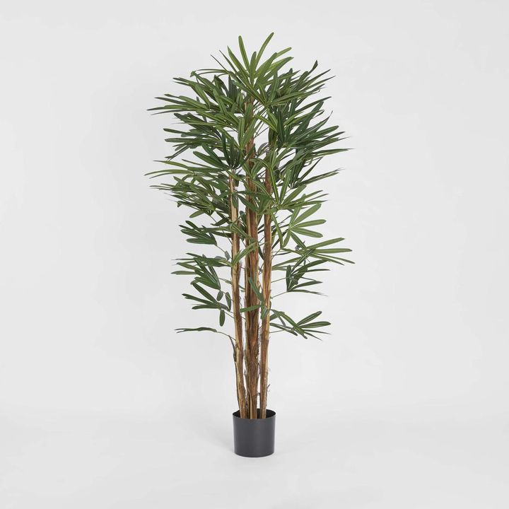 Raphis Palm Thin Leaf 1.7m