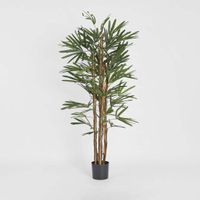 Raphis Palm Thin Leaf 1.7m