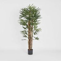 Raphis Palm Thin Leaf 1.7m