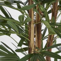 Raphis Palm Thin Leaf 1.7m