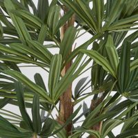 Raphis Palm Thin Leaf 1.7m