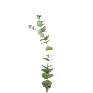 Eucalyptus Stem 100cm Green