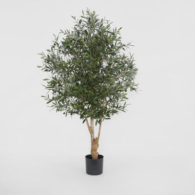 Olive Tree 1.5m