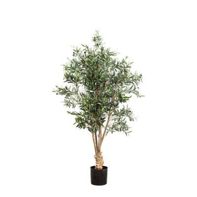 Olive Tree 1.5m