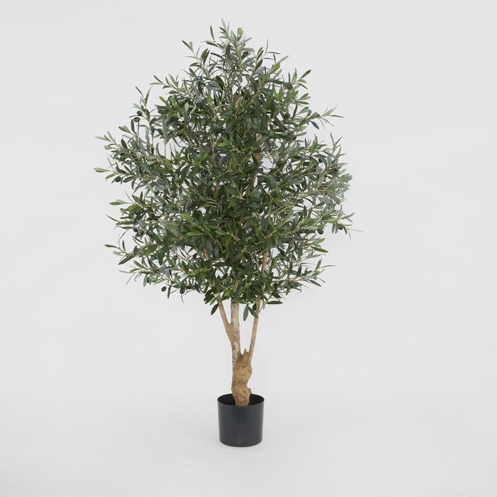 Olive Tree 1.5m