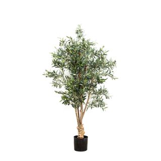 Olive Tree 1.5m