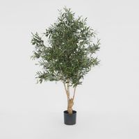 Olive Tree 1.5m