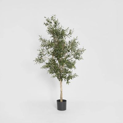 Olive Tree 1.7m