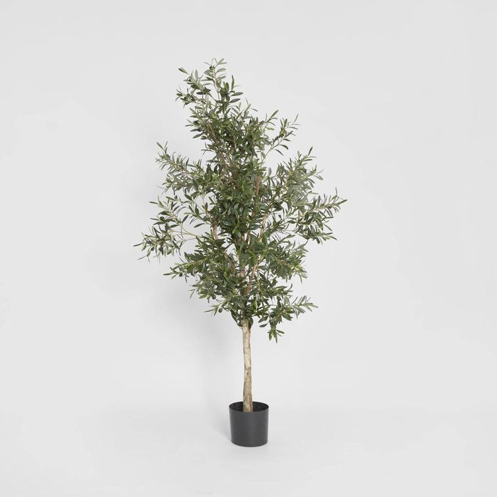 Olive Tree 1.7m