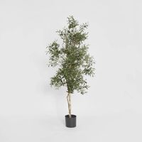 Olive Tree 1.7m
