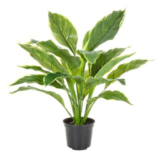 Hosta Plant real touch in Pot 42cm Green