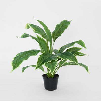 Hosta Plant real touch in Pot 42cm Green