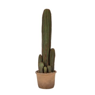 Cucumber Cactus Large 57cm