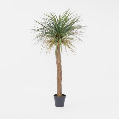 Grass Tree Large 2m