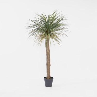 Grass Tree Large 2m