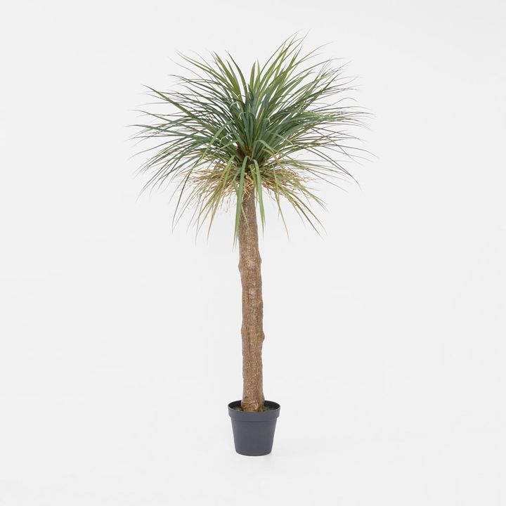Grass Tree Large 2m