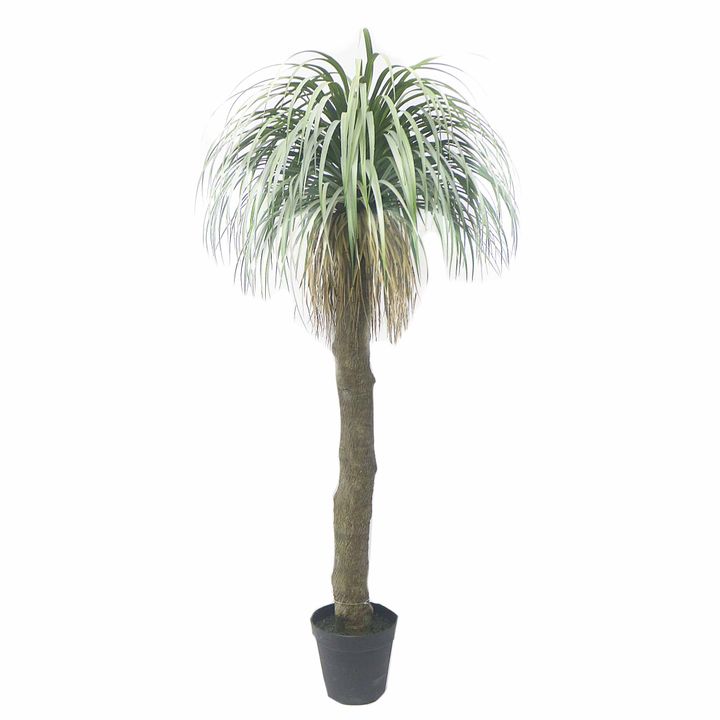 Grass Tree Large 2m