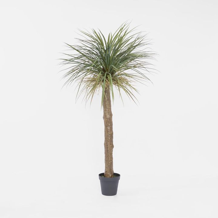 Grass Tree Large 2m