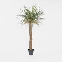 Grass Tree Large 2m
