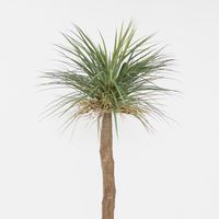 Grass Tree Large 2m