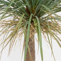 Grass Tree Large 2m