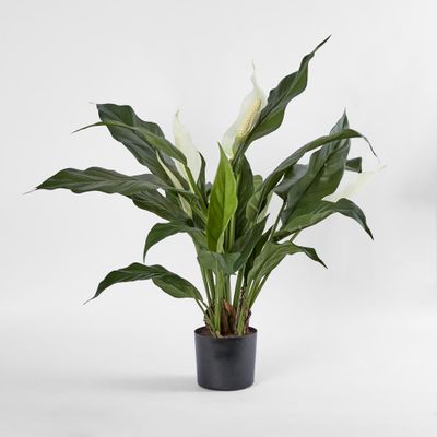 Spathiphyllum Lily White 63cm